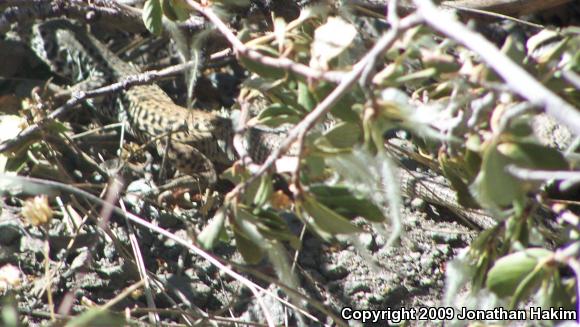 Coastal Whiptail (Aspidoscelis tigris stejnegeri)