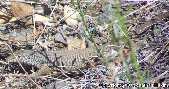 Coastal Whiptail (Aspidoscelis tigris stejnegeri)