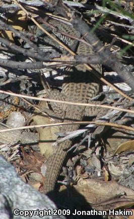 Coastal Whiptail (Aspidoscelis tigris stejnegeri)