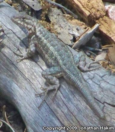 Southern Sagebrush Lizard (Sceloporus graciosus vandenburgianus)