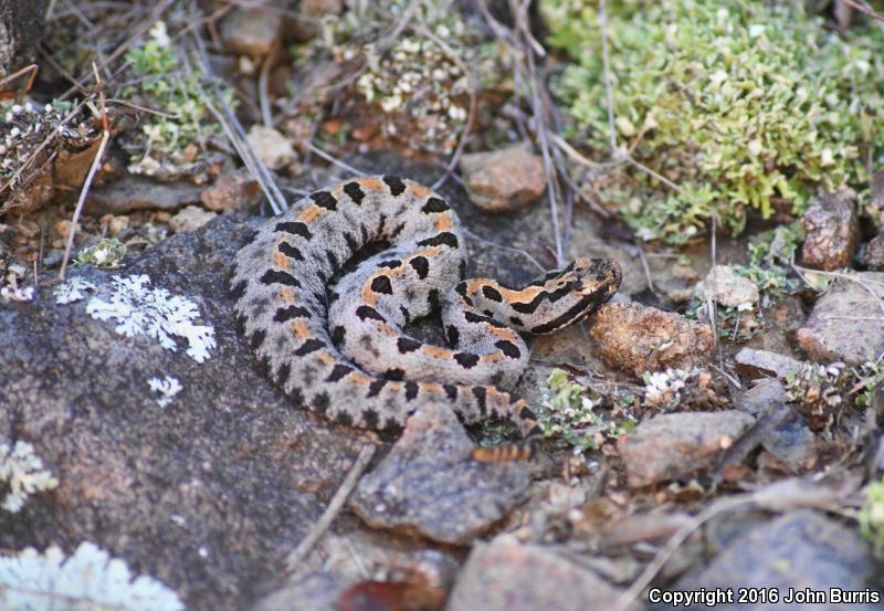 Western Pigmy Rattlesnake (Sistrurus miliarius streckeri)