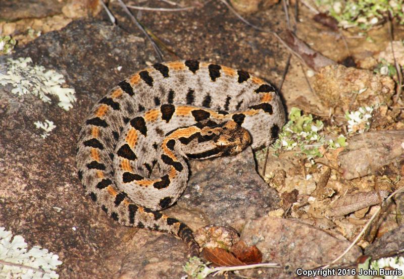 Western Pigmy Rattlesnake (Sistrurus miliarius streckeri)