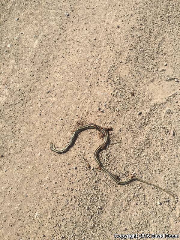 Mountain Patch-nosed Snake (Salvadora grahamiae grahamiae)