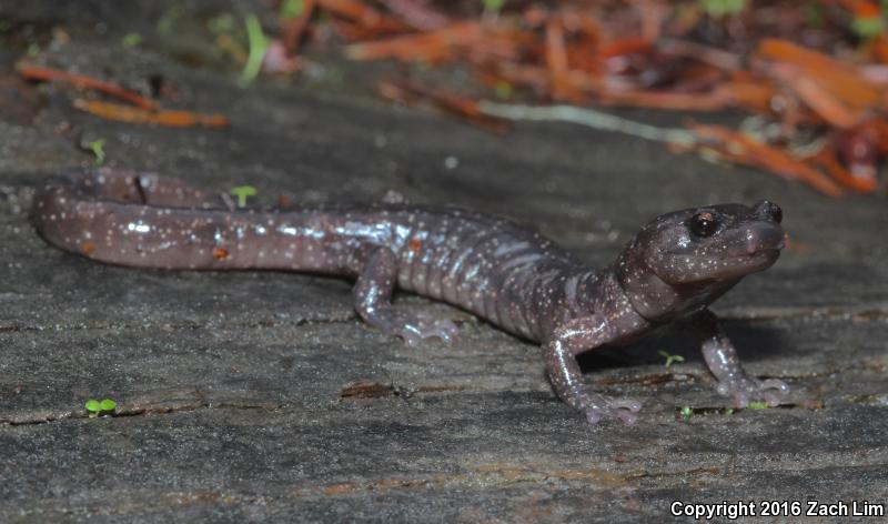 Wandering Salamander (Aneides vagrans)