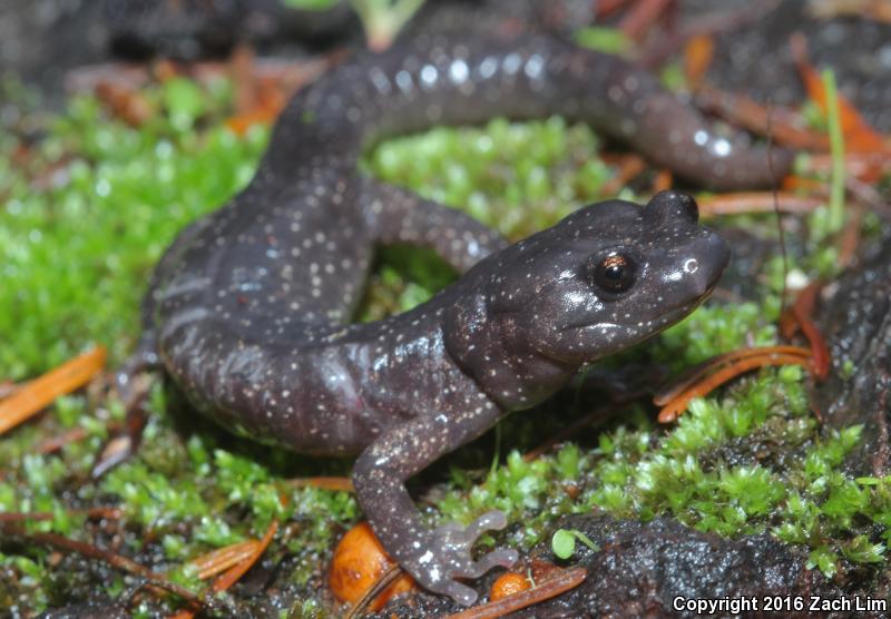 Wandering Salamander (Aneides vagrans)