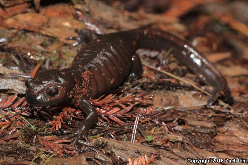 Northwestern Salamander (Ambystoma gracile)