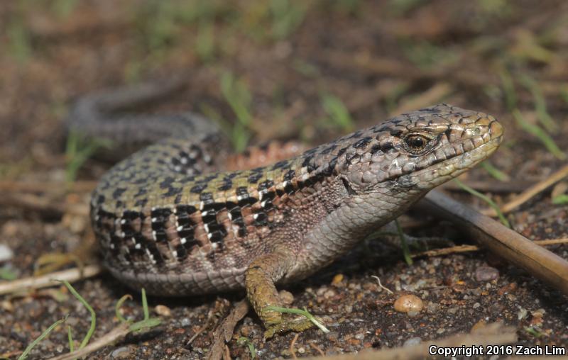 Shasta Alligator Lizard (Elgaria coerulea shastensis)