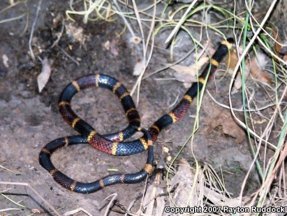 Texas Coralsnake (Micrurus tener tener)