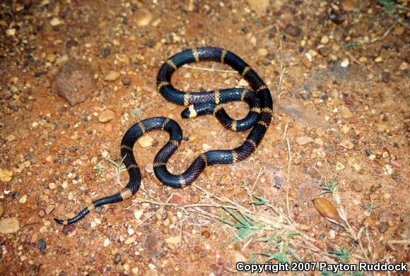 Texas Coralsnake (Micrurus tener tener)