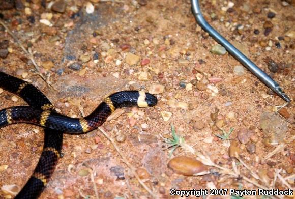 Texas Coralsnake (Micrurus tener tener)