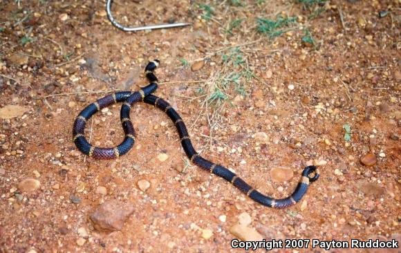 Texas Coralsnake (Micrurus tener tener)