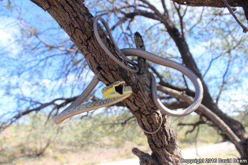 Brown Vinesnake (Oxybelis aeneus)