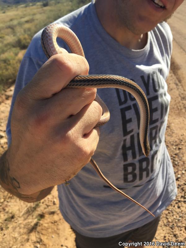 Mountain Patch-nosed Snake (Salvadora grahamiae grahamiae)