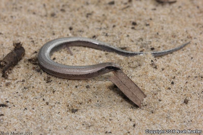 Sand Skink (Plestiodon reynoldsi)