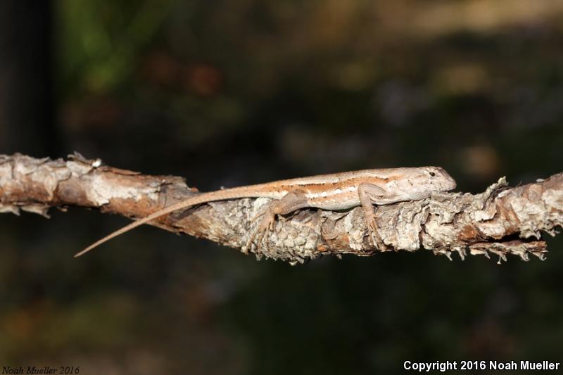 Florida Scrub Lizard (Sceloporus woodi)