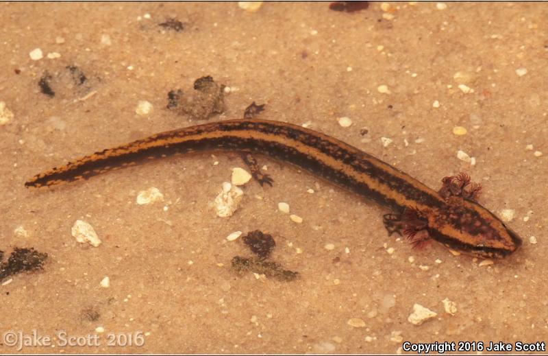 Red River Mudpuppy (Necturus maculosus louisianensis)