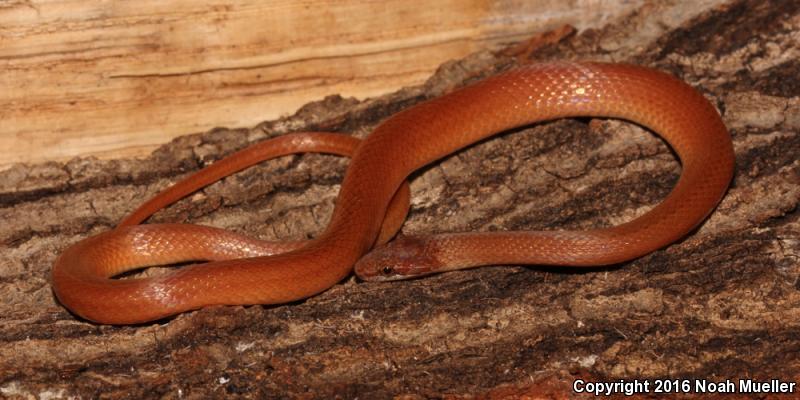 Pine Woods Littersnake (Rhadinaea flavilata)