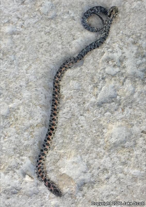 Short-tailed Snake (Lampropeltis extenuata)