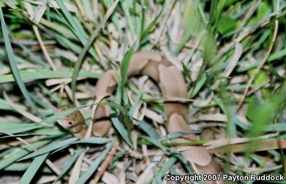 Southern Copperhead (Agkistrodon contortrix contortrix)