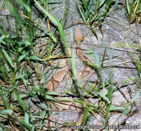 Southern Copperhead (Agkistrodon contortrix contortrix)