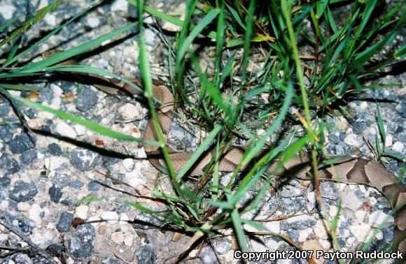 Southern Copperhead (Agkistrodon contortrix contortrix)