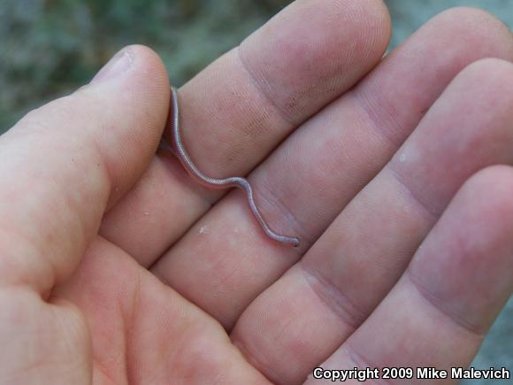 Texas Threadsnake (Leptotyphlops dulcis dulcis)