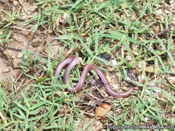 Texas Threadsnake (Leptotyphlops dulcis dulcis)