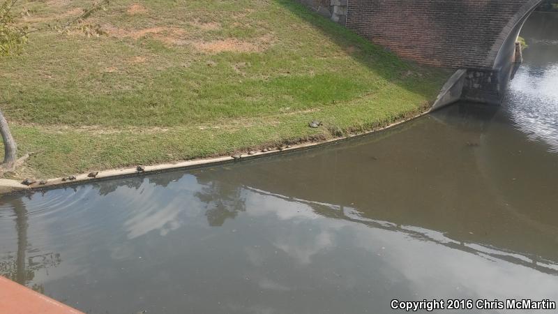 Texas Spiny Softshell (Apalone spinifera emoryi)