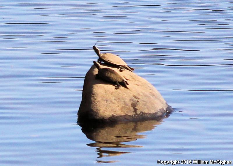 Ouachita Map Turtle (Graptemys ouachitensis ouachitensis)