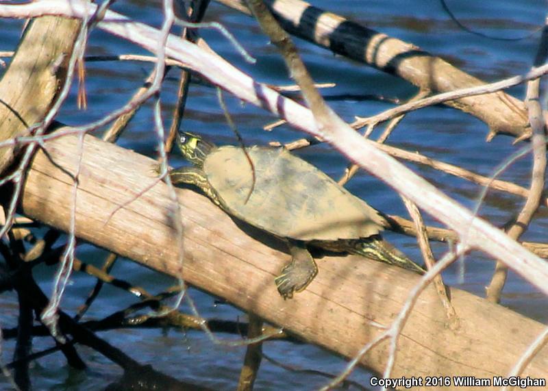 Ouachita Map Turtle (Graptemys ouachitensis ouachitensis)