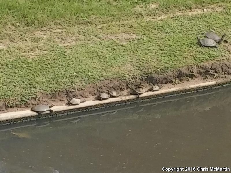 Texas Spiny Softshell (Apalone spinifera emoryi)