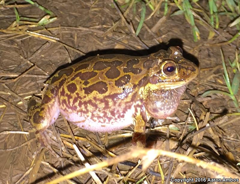 Lowland Burrowing Treefrog (Smilisca fodiens)