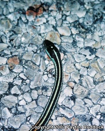 Orange-striped Ribbonsnake (Thamnophis proximus proximus)