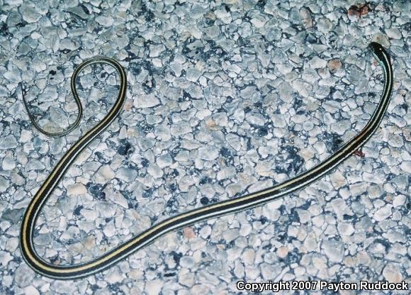 Orange-striped Ribbonsnake (Thamnophis proximus proximus)