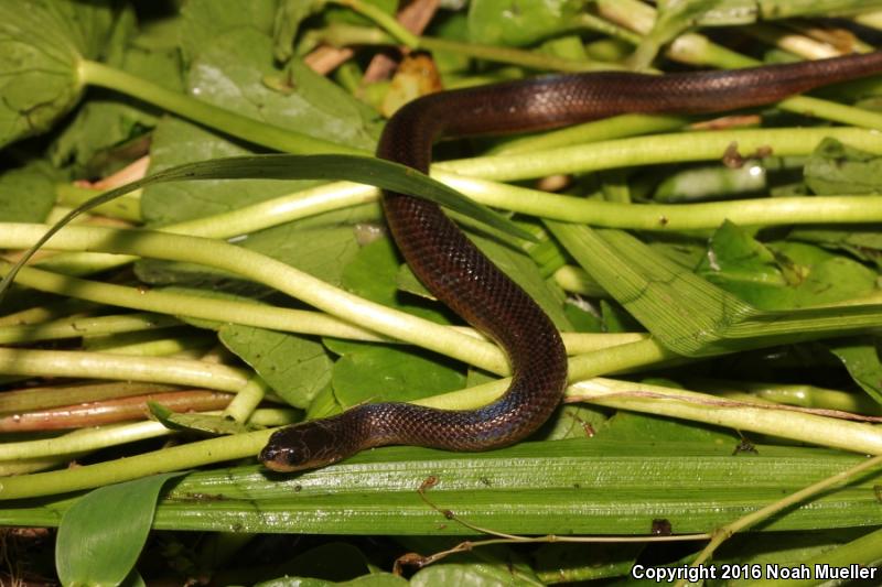 Striped Crayfish Snake (Regina alleni)