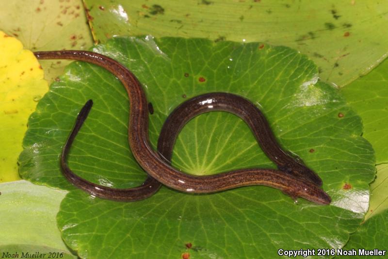 Narrow-striped Dwarf Siren (Pseudobranchus axanthus axanthus)