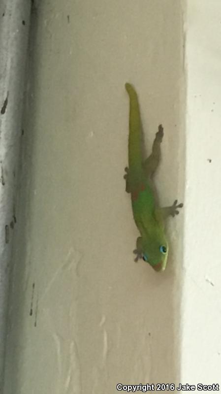 Gold Dust Day Gecko (Phelsuma laticauda)