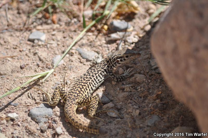 Common Checkered Whiptail (Aspidoscelis tesselata)