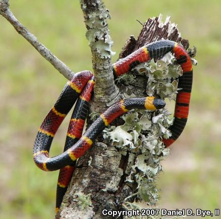 Eastern Coral Snake (Micrurus fulvius)