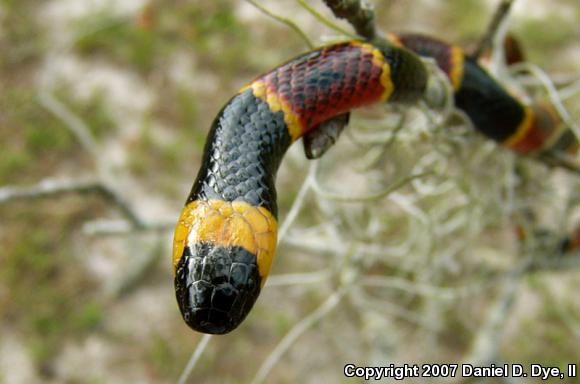 Eastern Coral Snake (Micrurus fulvius)