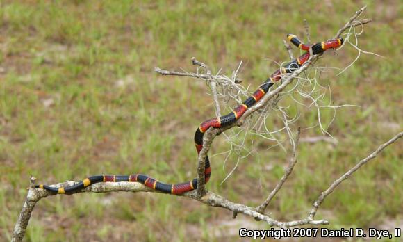 Eastern Coral Snake (Micrurus fulvius)