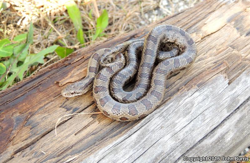 Prairie Kingsnake (Lampropeltis calligaster calligaster)