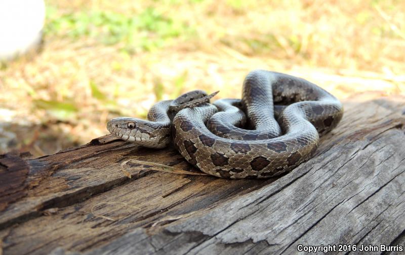 Prairie Kingsnake (Lampropeltis calligaster calligaster)