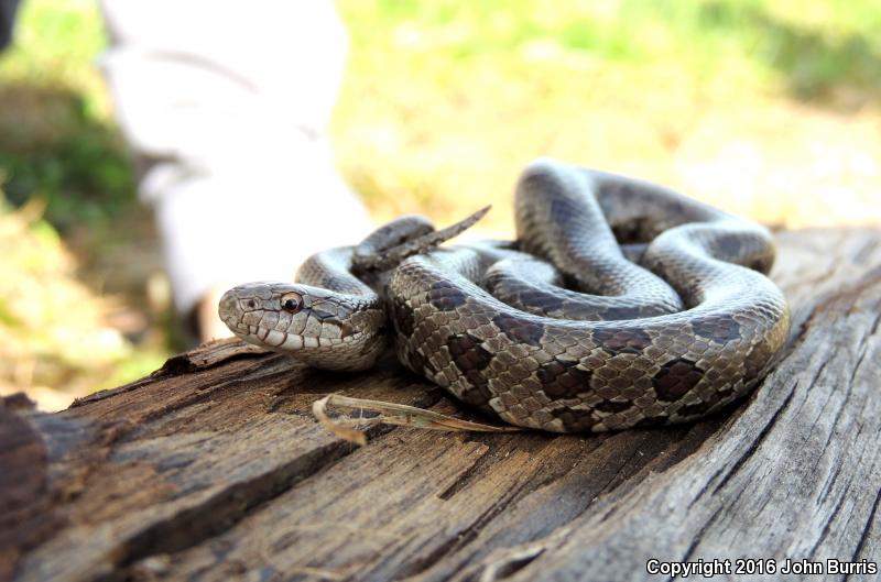 Prairie Kingsnake (Lampropeltis calligaster calligaster)