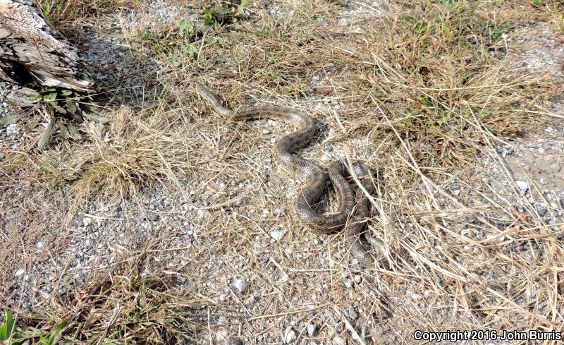 Prairie Kingsnake (Lampropeltis calligaster calligaster)