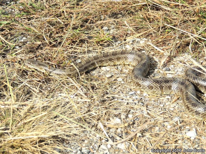 Prairie Kingsnake (Lampropeltis calligaster calligaster)