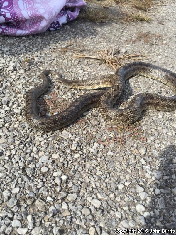 Prairie Kingsnake (Lampropeltis calligaster calligaster)