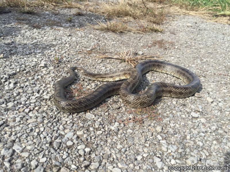 Prairie Kingsnake (Lampropeltis calligaster calligaster)