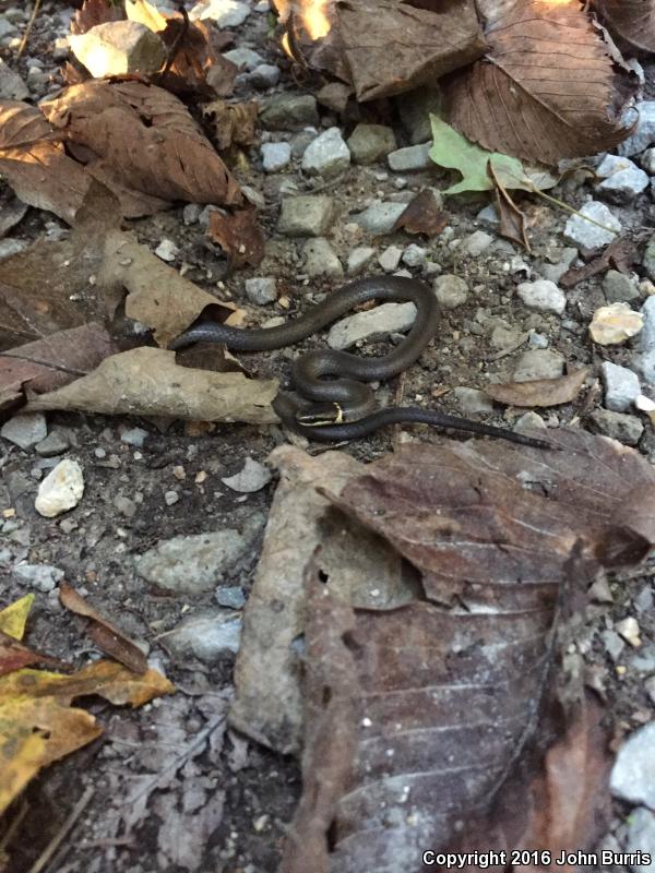 Mississippi Ring-necked Snake (Diadophis punctatus stictogenys)