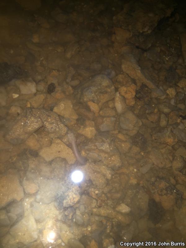 Grotto Salamander (Eurycea spelaea)